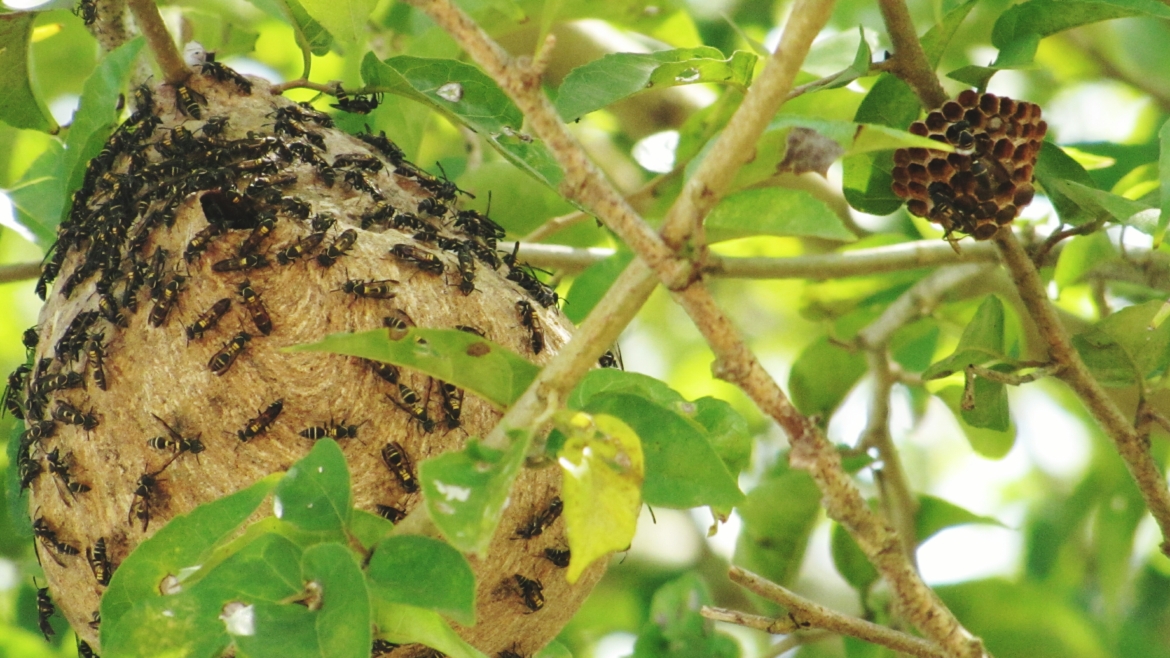 Désinsectisation & traitements